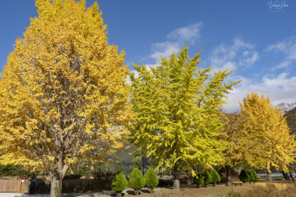 Experiencing Autumn Magic at Unmunsa Temple, Korea