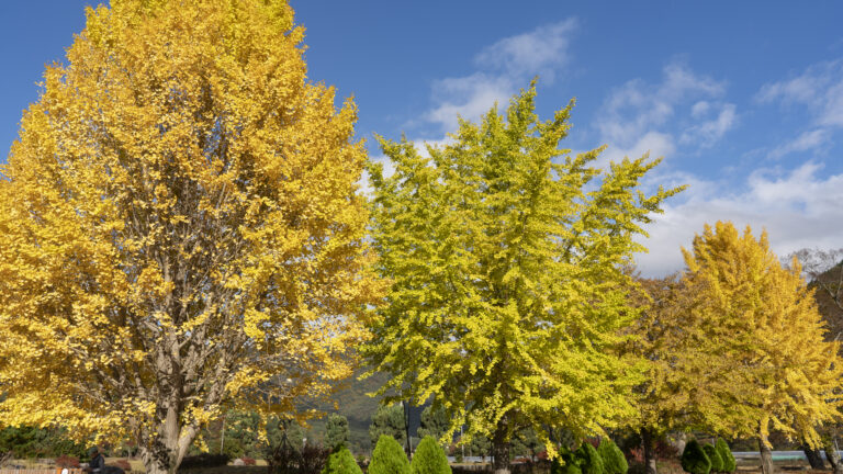 Experiencing Autumn Magic at Unmunsa Temple, Korea
